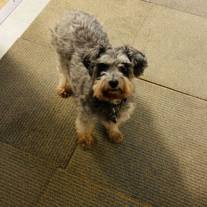 Meet your Posher, Gee